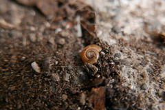 Aegopinella nitidula