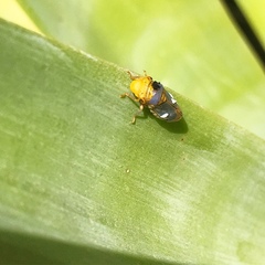 Oncometopia hamiltoni