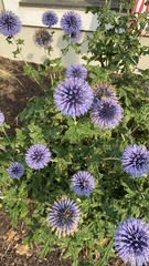 Echinops ritro