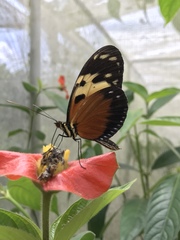 Heliconius hecale melicerta