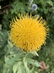 Centaurea macrocephala