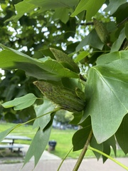 Liriodendron tulipifera
