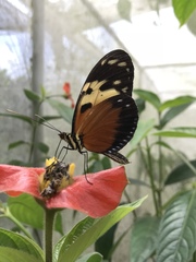 Heliconius hecale melicerta