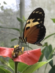 Heliconius hecale melicerta