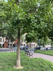 Liriodendron tulipifera