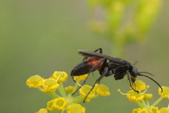 Arachnospila
