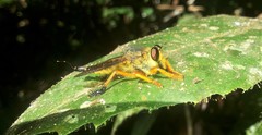 Mallophora calida