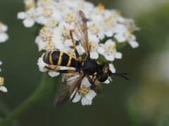 Conops flavipes