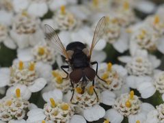 Elomya lateralis