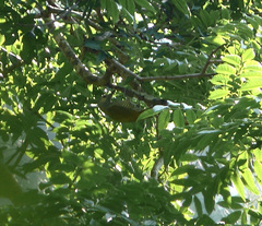 Colaptes auricularis