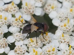Elomya lateralis