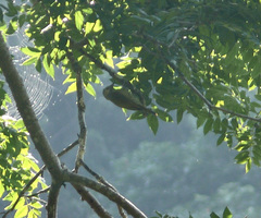 Colaptes auricularis