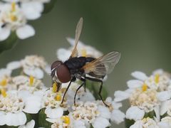 Elomya lateralis