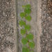 Diverse-leaved Creeper - Photo (c) Sunnetchan, some rights reserved (CC BY-NC-ND), uploaded by Sunnetchan
