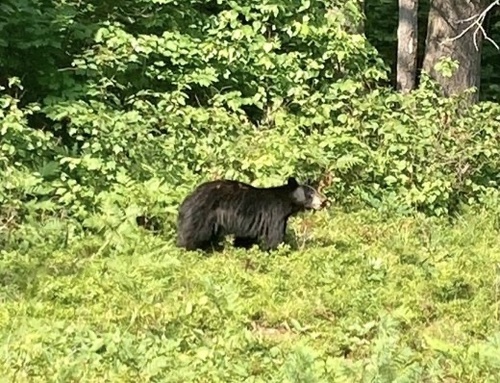 Black Bear