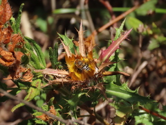 Anthophora fulvodimidiata