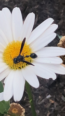 Zethus spinipes spinipes