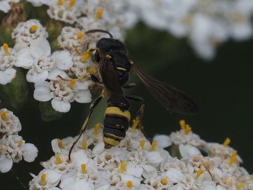 Cerceris hortivaga