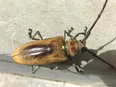 Batocera numitor