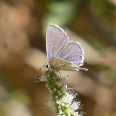 Polyommatus celina