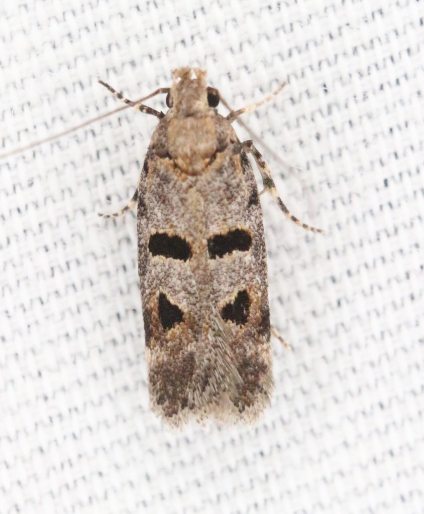 Filatima biforella