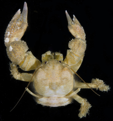 Pachycheles pectinicarpus