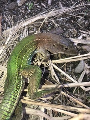 Ameiva