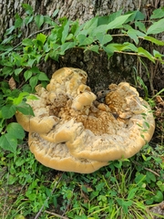 Pseudoinonotus dryadeus
