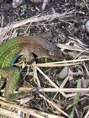 Ameiva