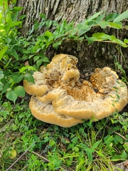 Pseudoinonotus dryadeus