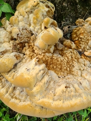 Pseudoinonotus dryadeus