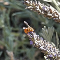 Icteranthidium ferrugineum