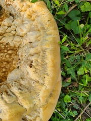 Pseudoinonotus dryadeus