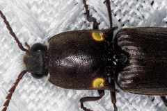 Vesperelater arizonicus