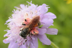 Andrena hattorfiana