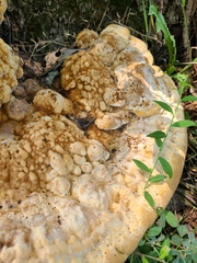 Pseudoinonotus dryadeus