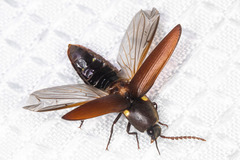 Vesperelater arizonicus