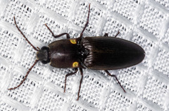 Vesperelater arizonicus