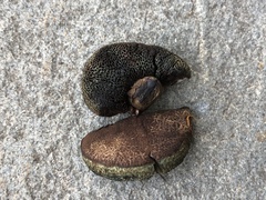 Porphyrellus sordidus