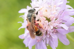 Andrena hattorfiana