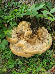 Pseudoinonotus dryadeus