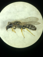 Halictus simplex