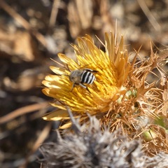 Amegilla quadrifasciata