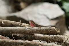 Anolis zapotecorum