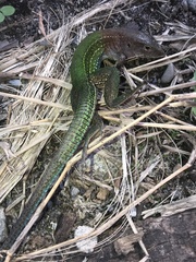Ameiva