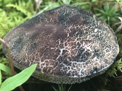 Porphyrellus sordidus