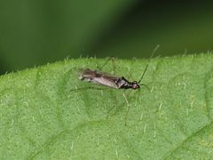 Dicyphus errans