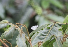 Lieinix nemesis nayaritensis