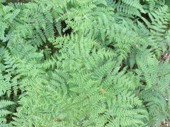 Hypolepis millefolium