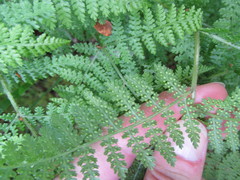 Hypolepis millefolium